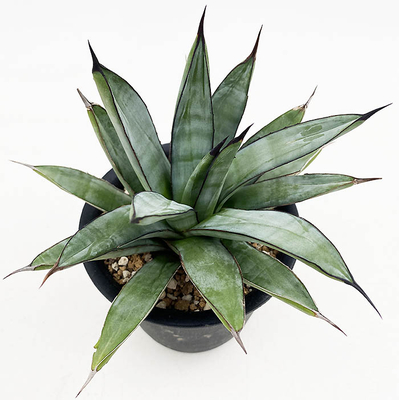 アガベ　”ロイヤル　スパイン”