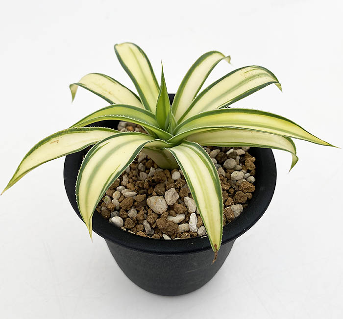 アガベ ”デザート ライトニング” | ネットショップ・アガベ