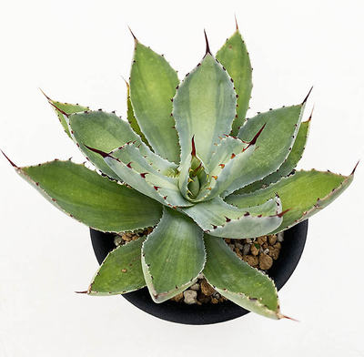 アガベ　吉祥冠 メディオピクタ