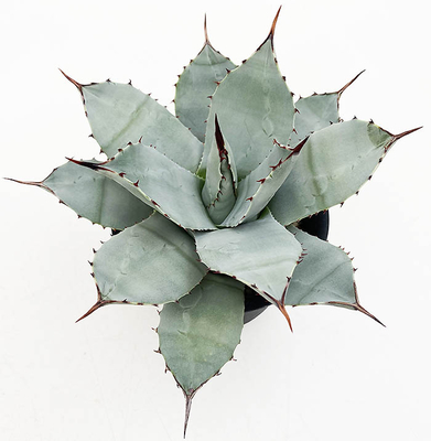 アガベ　パルリ・パルリ