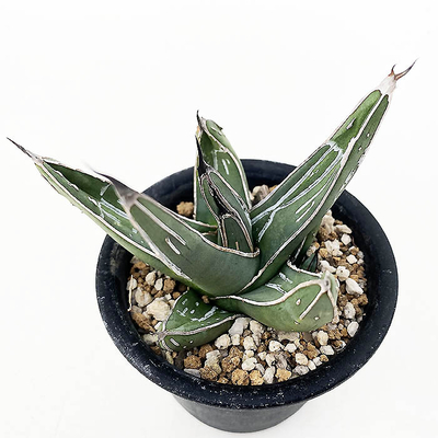 アガベ　ニッケルシー