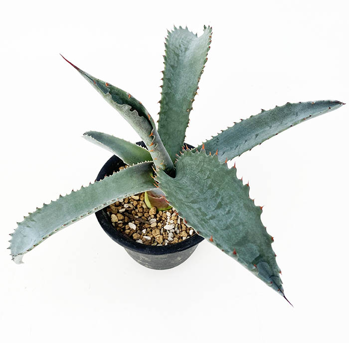 引き取り限定‼️・東京都府中市　アガベ プロトアメリカーナ ファンキートゥース アガベ プロトアメリカーナ ”ファンキートゥース” | ネットショップ