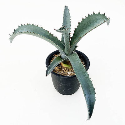 アガベ プロトアメリカーナ ”ファンキートゥース” | ネットショップ