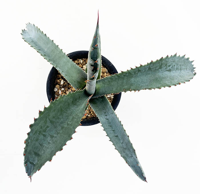 アガベ プロトアメリカーナ ”ファンキートゥース” | ネットショップ