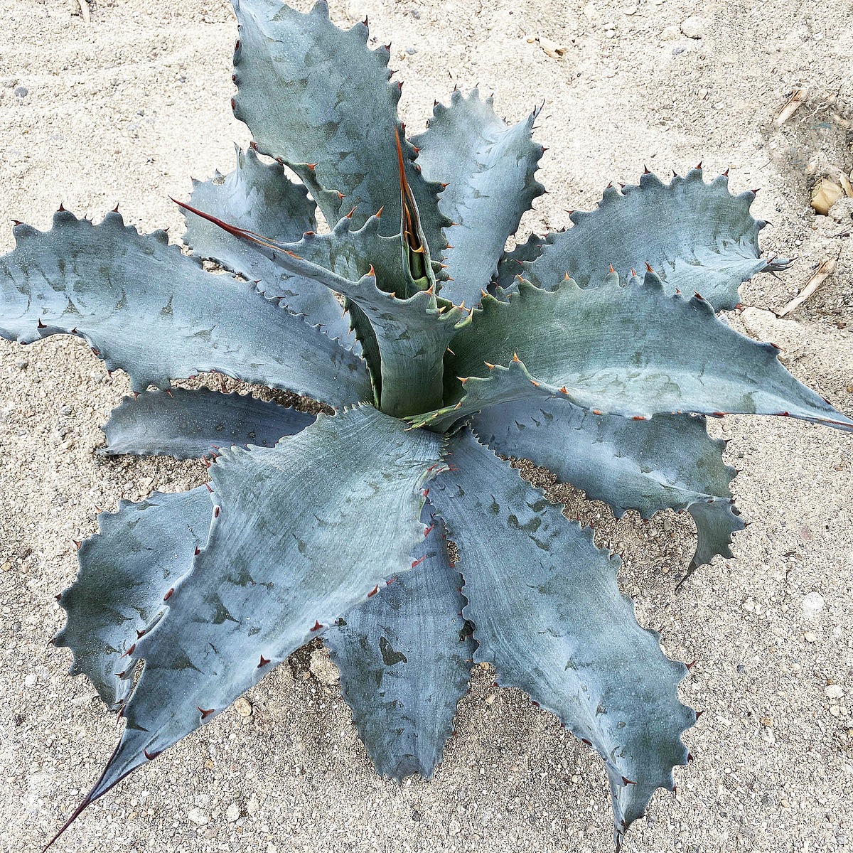 アガベ プロトアメリカーナ ”ファンキートゥース” | ネットショップ