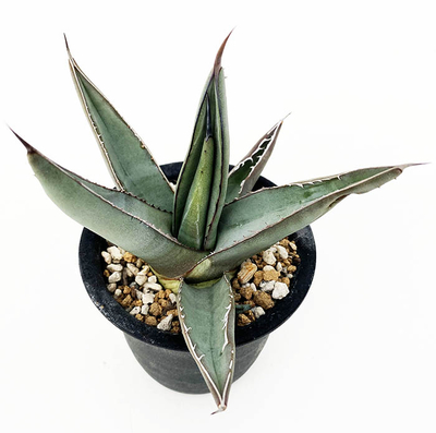 アガベ　ニグラ（シャークスキン）