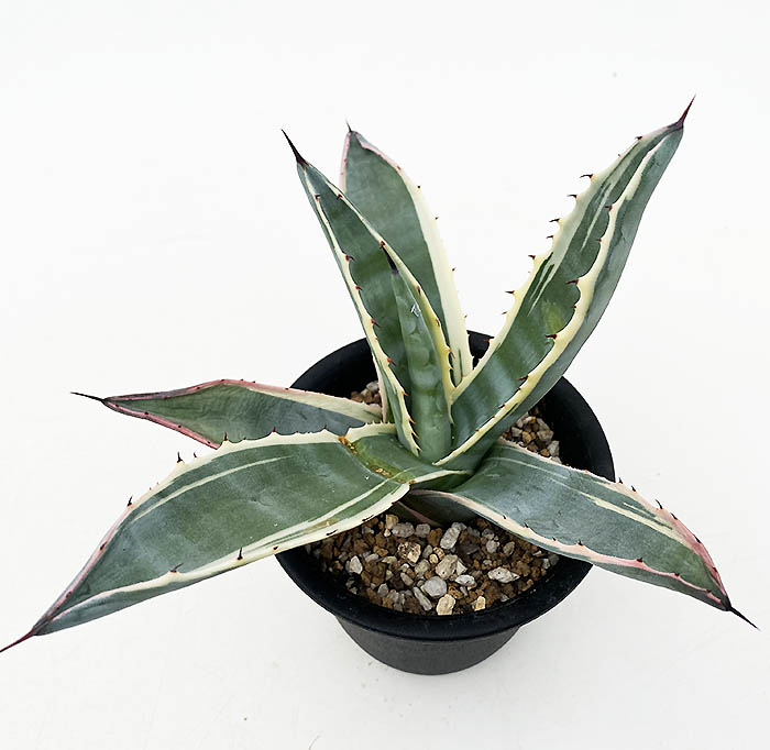 アガベ アメリカーナ ”マシュマロクリーム” | ネットショップ・アガベ