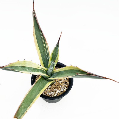 アガベ　サルミアナ・クラッシスピナ錦