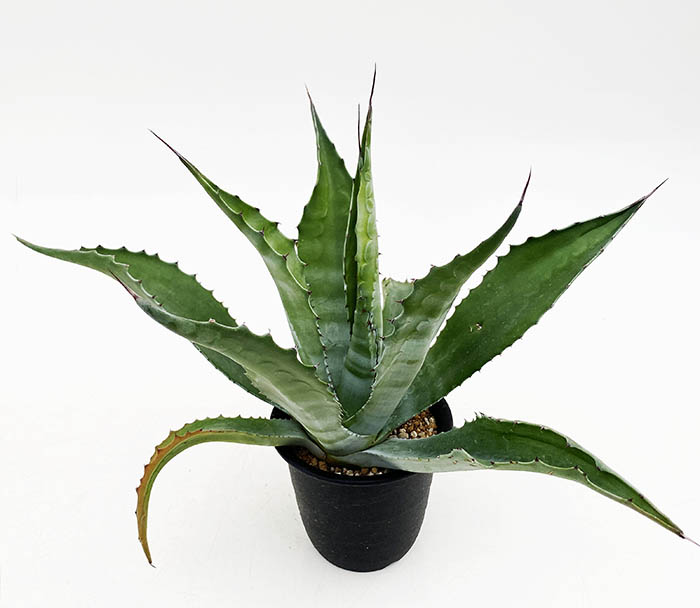 引き取り限定‼️　アガベ サルミアナ フェロックス グリーンゴブレット アガベ サルミアナ・フェロックス ”グリーンゴブレット” | ネット