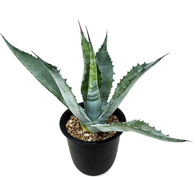 アガベ　サルミアナ・フェロックス ”クレージーホース”