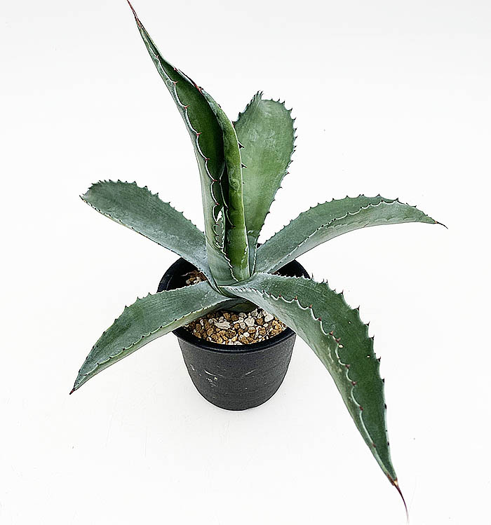 アガベ サルミアナ・フェロックス ”ローガン・カルホーン” | ネット