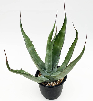 アガベ　ジェントリー