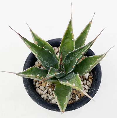 アガベ  モンタナ