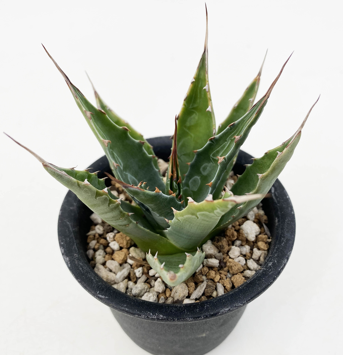 アガベ　コロラータ　モンタナセット アガベ コロラータ モンタナセット アガベ・モンタナ - 陽春園ネット通販