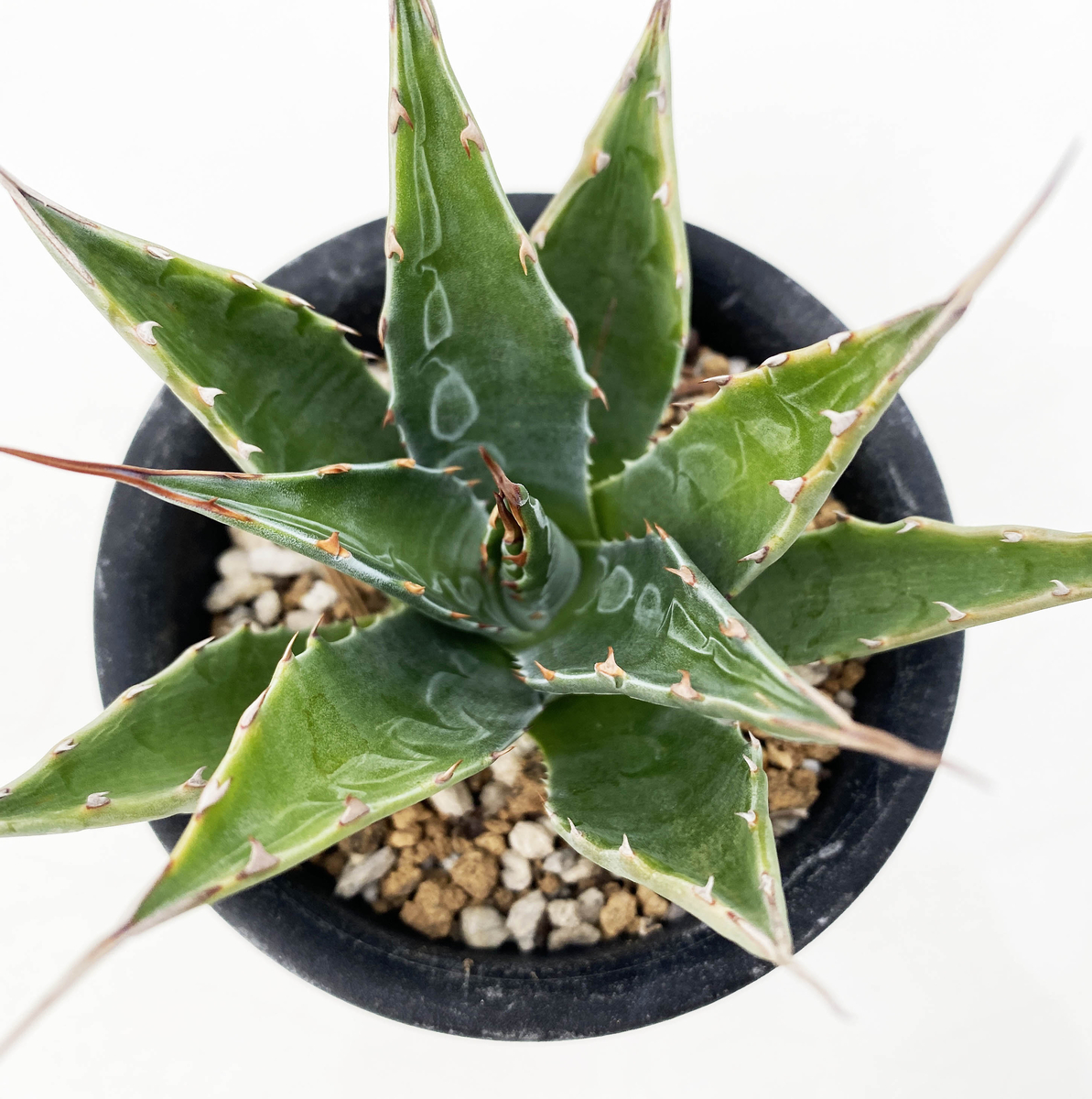 アガベ モンタナ | ネットショップ・アガベ