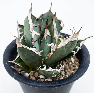 アガベ　オテロイ ”ミーンストリーク”