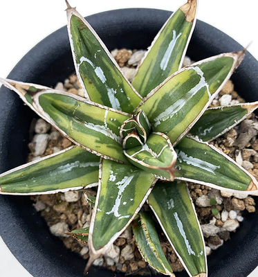 斑入りのアガベを販売 | ネットショップ・アガベ