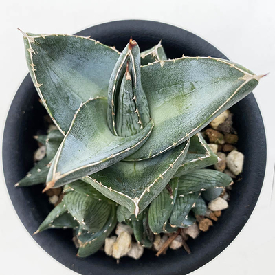 アガベ　プミラ