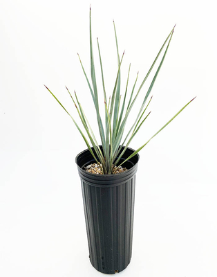 ユッカ　ロストラータ