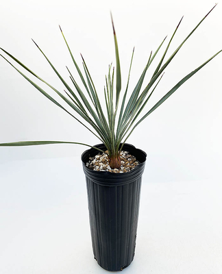 ユッカ　レッドフォール