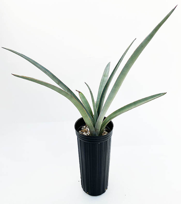 アガベ　ユッカホリア