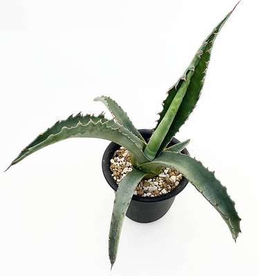 アガベ　ジェントリー”ジョーズ”