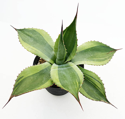 アガベ　オバティホリア &rdquo;キラー&rdquo;