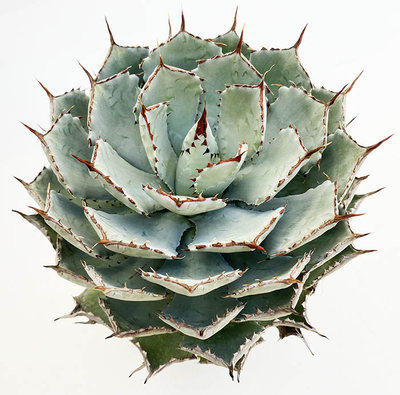 アガベ　吉祥冠