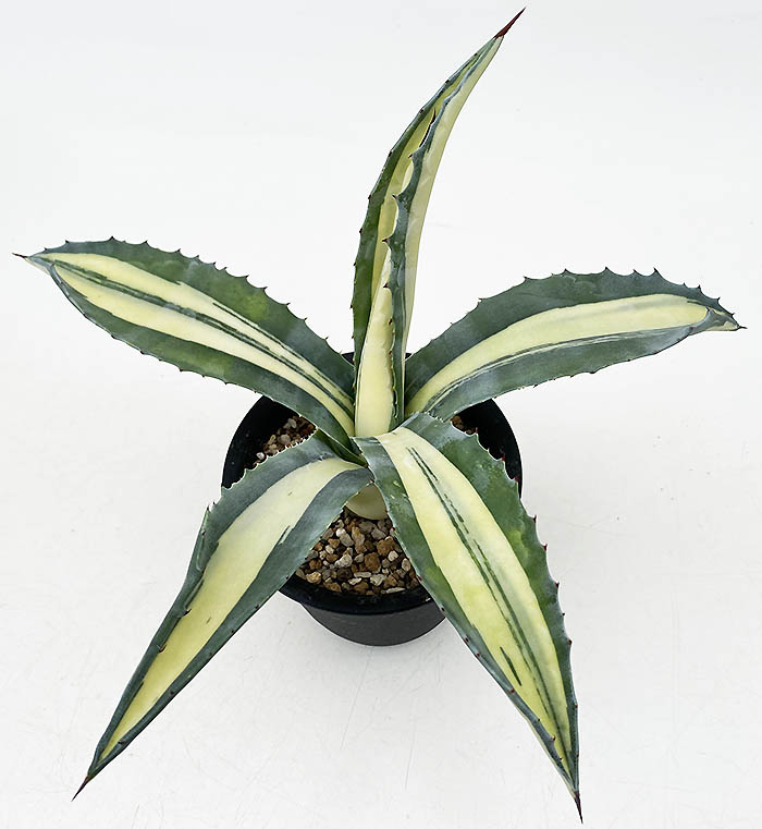 特大‼️ アガベ アメリカーナ・メディオピクタ 中斑　黄中班 横幅100㎝ 特大‼️ アガベ アメリカーナ・メディオピクタ 中斑 黄中班 横幅100㎝