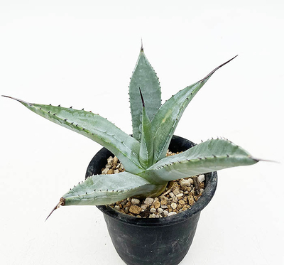 アガベ　アメリカーナ ”トリマンブルー”