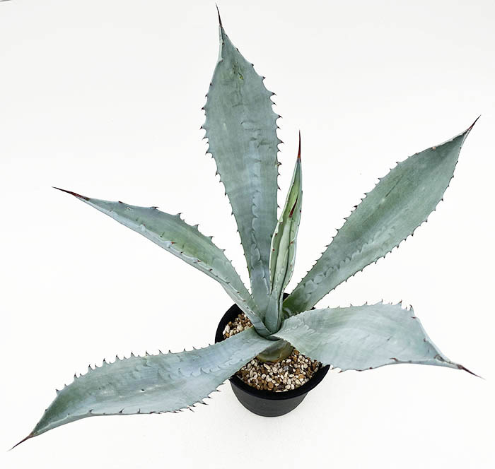 アガベ ウインテリアーナ アメリカーナ 大株 アガベ ウインテリアーナ アメリカーナ 大株 アガベ アメリカーナ 大株