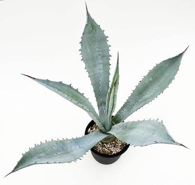 アガベ　ウインテリアーナ