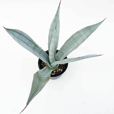 アガベ　ウエベリー・ラティホリア