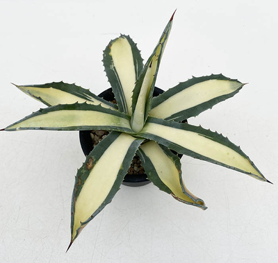 斑入りのアガベを販売 | ネットショップ・アガベ