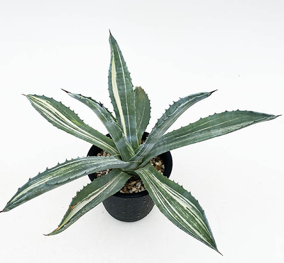 アガベ　アメリカーナ・ストリアータ