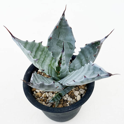 アガベ　コロラータ