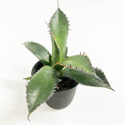 アガベ　シャウイー・シャウイー