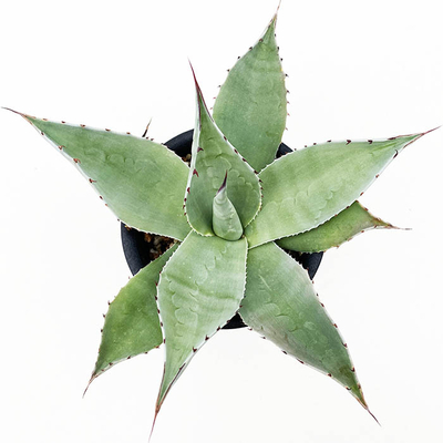 アガベ　オバティホリア（ビックフォーム）