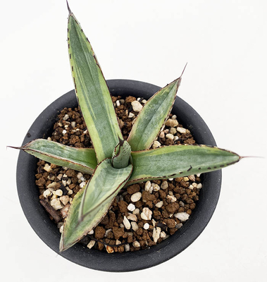 アガベ　ニグラ &rdquo;シャークバイト&rdquo;