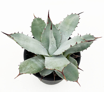 アガベ　パルリ・パルリ