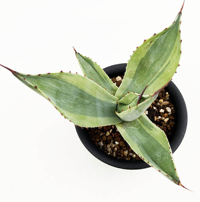 アガベ　オバティホリア &rdquo;キラー&rdquo;