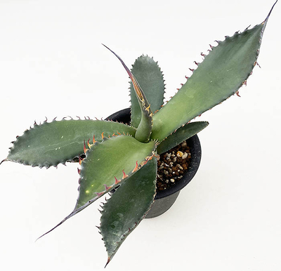 アガベ　シャウイー・シャウイー