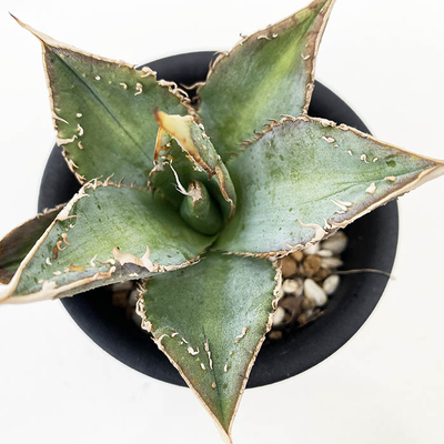 アガベ　オテロイ  &rdquo;シャークソーン &rdquo;