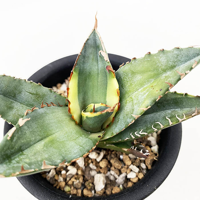 アガベ　オテロイ  &rdquo;ゲンリュウ&rdquo; （季節斑）