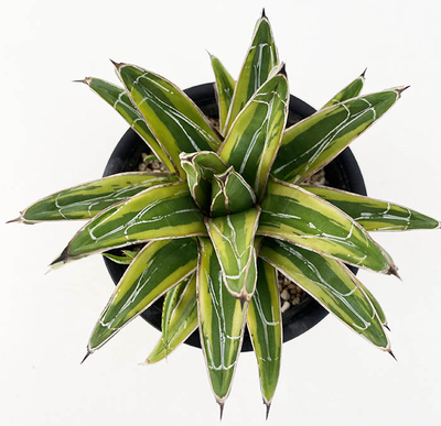 アガベ　ビクトリアエ・レギナエ  虎斑