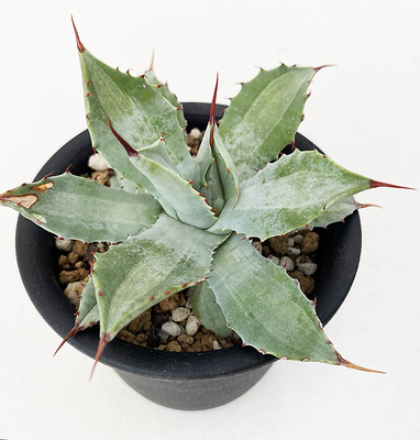 アガベ　&rdquo;ロンキー&rdquo;