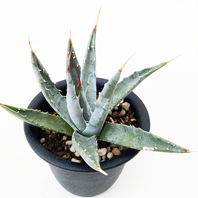 アガベ　ユタヘンシス・ネバデンシス &rdquo;ティピカ&rdquo;