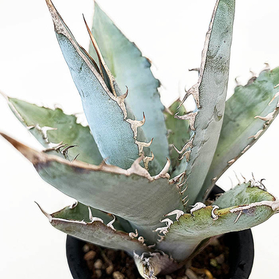 アガベ　チタノタ &rdquo;ホワイト・アイス&rdquo;