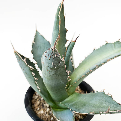 アガベ　オテロイ &rdquo;シエラミクステカFO-222&rdquo;