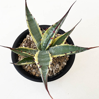 アガベ　アスペリーマ・マデレンシス  &rdquo;グランド デューク&rdquo;